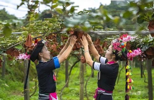生态果实爆料视频,视频爆料揭示绿色健康新潮流