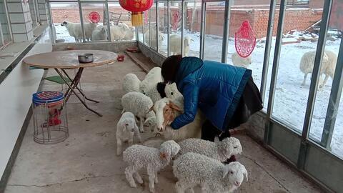 网红吃瓜小羊没烦恼吃瓜网视频,揭秘吃瓜网热门视频背后的故事
